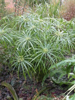 Cyperus spp