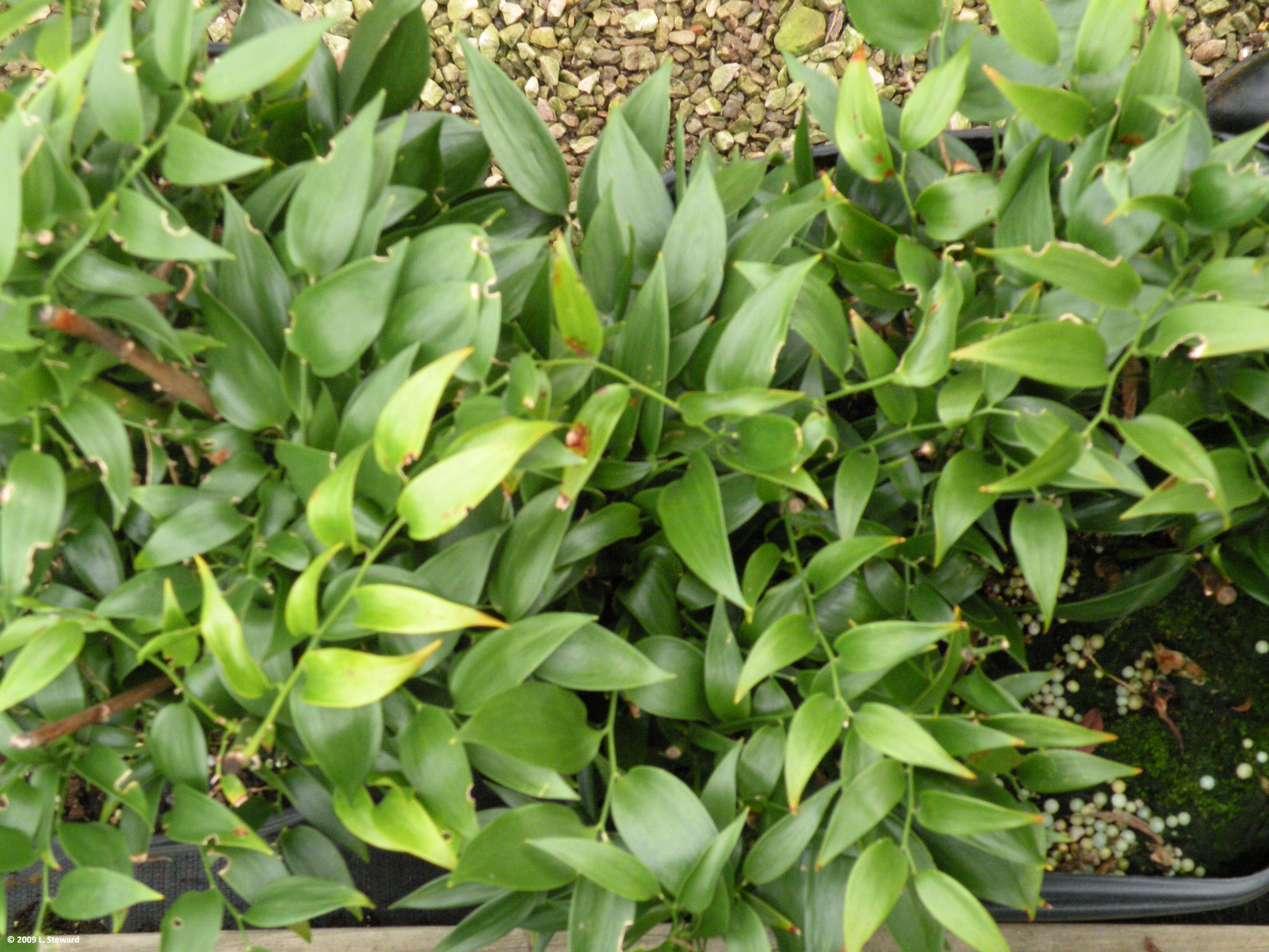 Danae racemosa (foliage)