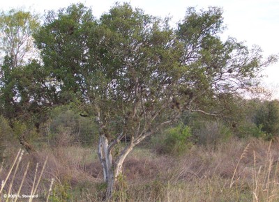 Diospyros texana