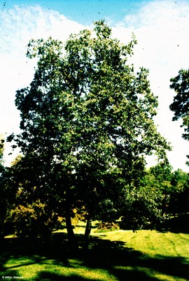 Diospyros virginiana