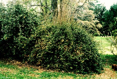 Eleagnus pungens