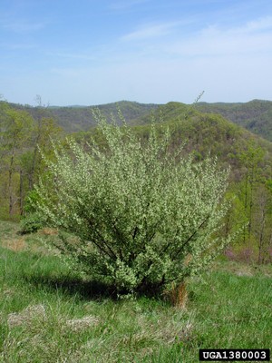 Elaeagnus umbellata1_1380003.jpg