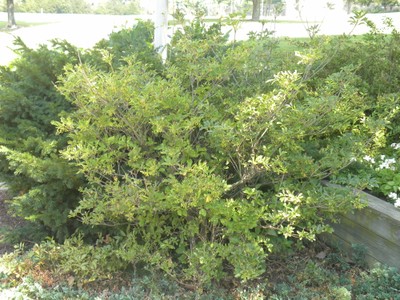 Enkianthus campanulatus