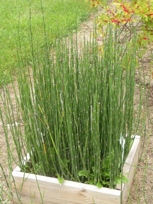 Equisetum hyemale