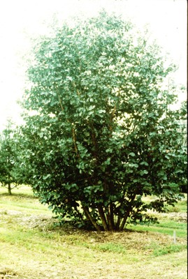 Eucalyptus spp
