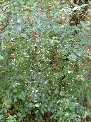 Euonymus americanus