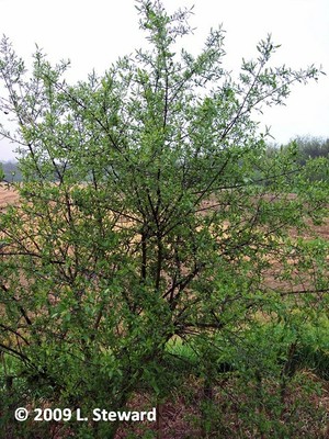 Euonymus europeaus