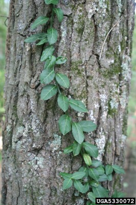 Euonymus fortunei1_5330072.jpg