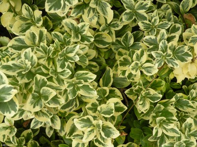 Euonymus japonicus