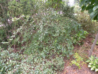 Exochorda racemosa