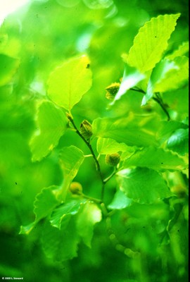 Fagus grandifolia (fruit)