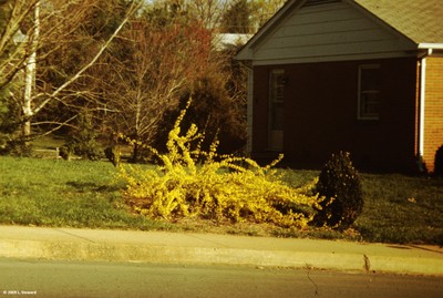 Forsythia suspensa