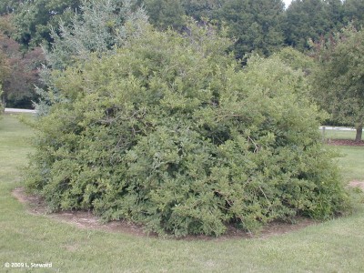 Forsythia xintermedia