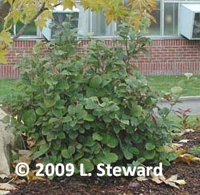 Fothergilla major