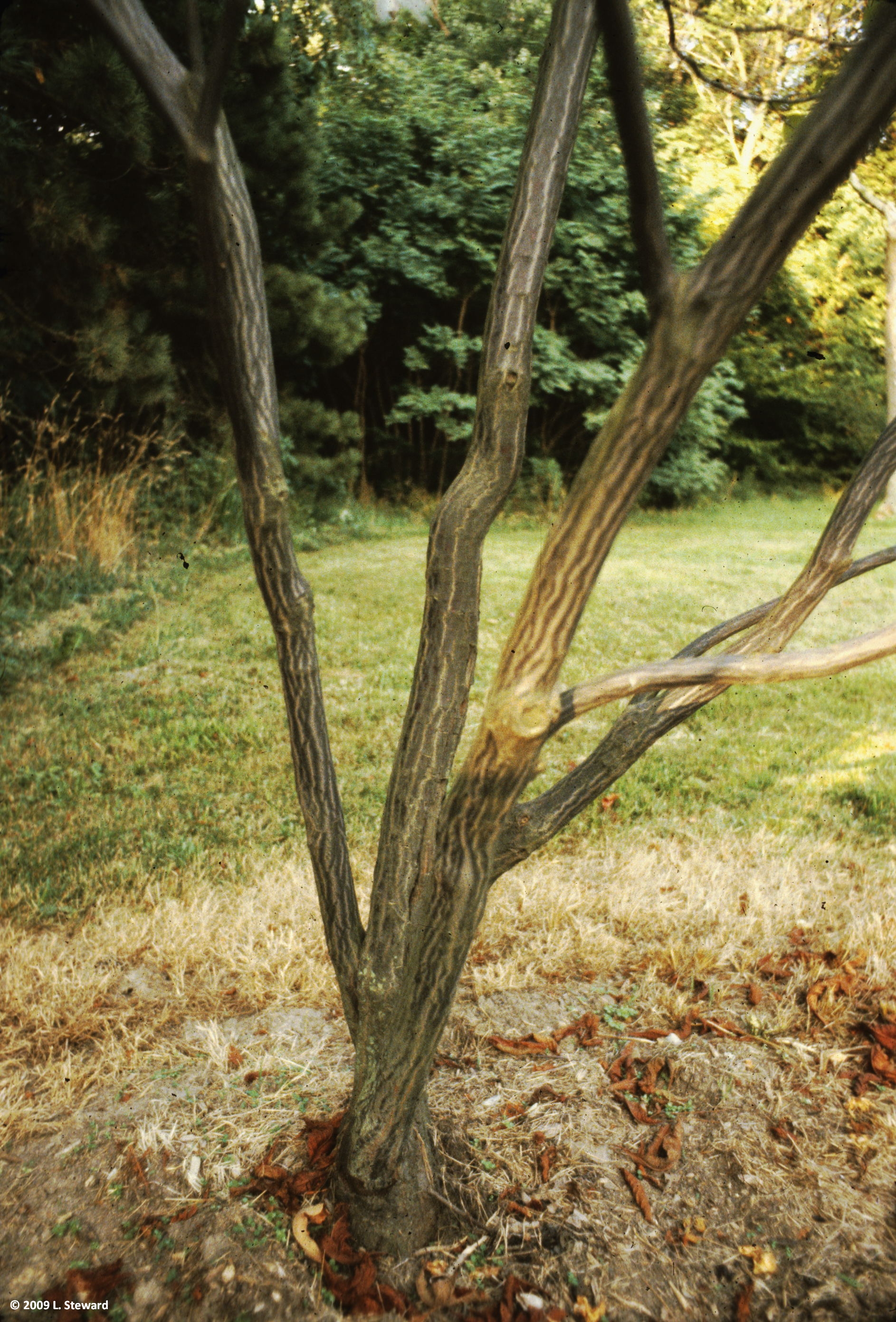 Franklinia alatamaha (bark)