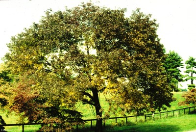 Fraxinus americana