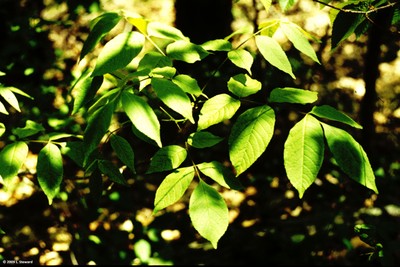 Fraxinus nigra (foliage)