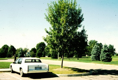 Fraxinus pensylvanica