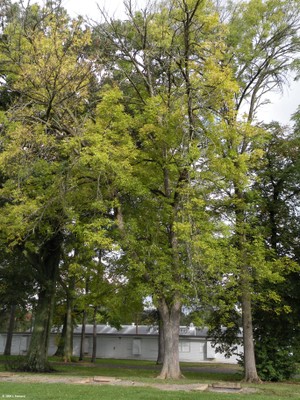 Fraxinus quadrangulata