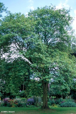 Fraxinus tomentosa