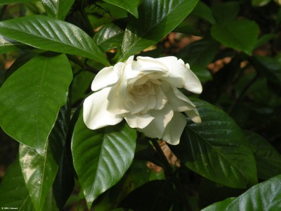 Gardenia jasminoides