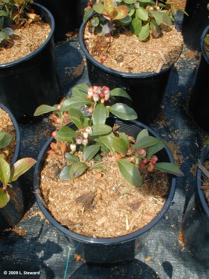 Gaultheria procumbens