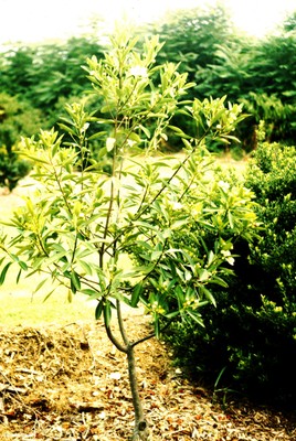 Gordonia lasianthus