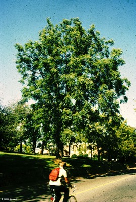 Gymnocladus dioica