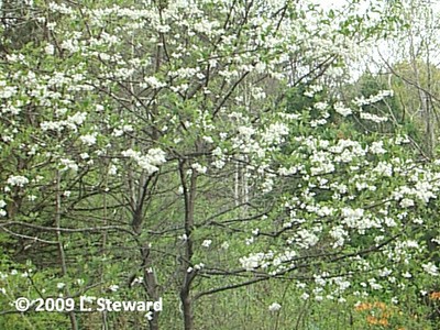 Halesia diptera