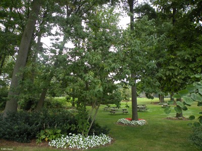 Halesia tetraptera