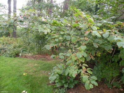 Hamamelis virginiana