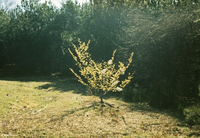 Hamamelis xintermedia 'Arnold's Promise'