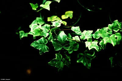 Hedera helix (foliage)