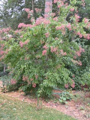 Heptacodium miconoides