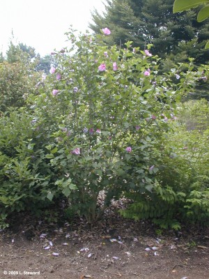 Hibiscus syriacus