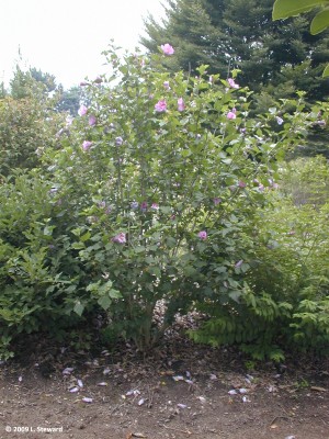 Hibiscus syriacus