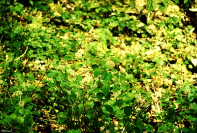 Hydrangea arbor