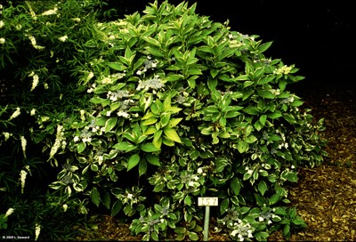 Hydrangea macrophylla