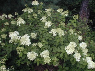 Hydrangea paniculata