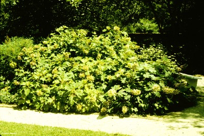 Hydrangea quercifolia