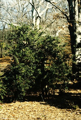 Ilex aquifolium