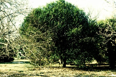 Ilex cornuta