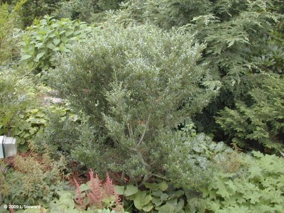 Ilex crenata