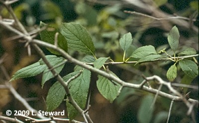 Ilex montana (foliage)