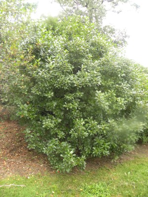 Ilex verticillata1.JPG