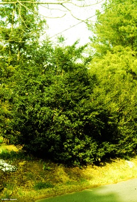 Ilex vomitoria