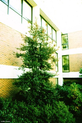 Ilex x attenuata