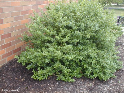 Ilex x meservae