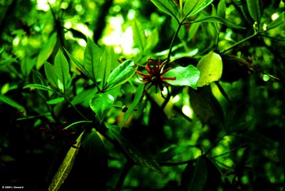 Illicium flordanum