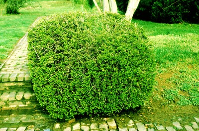 Jasminum nudiflorum